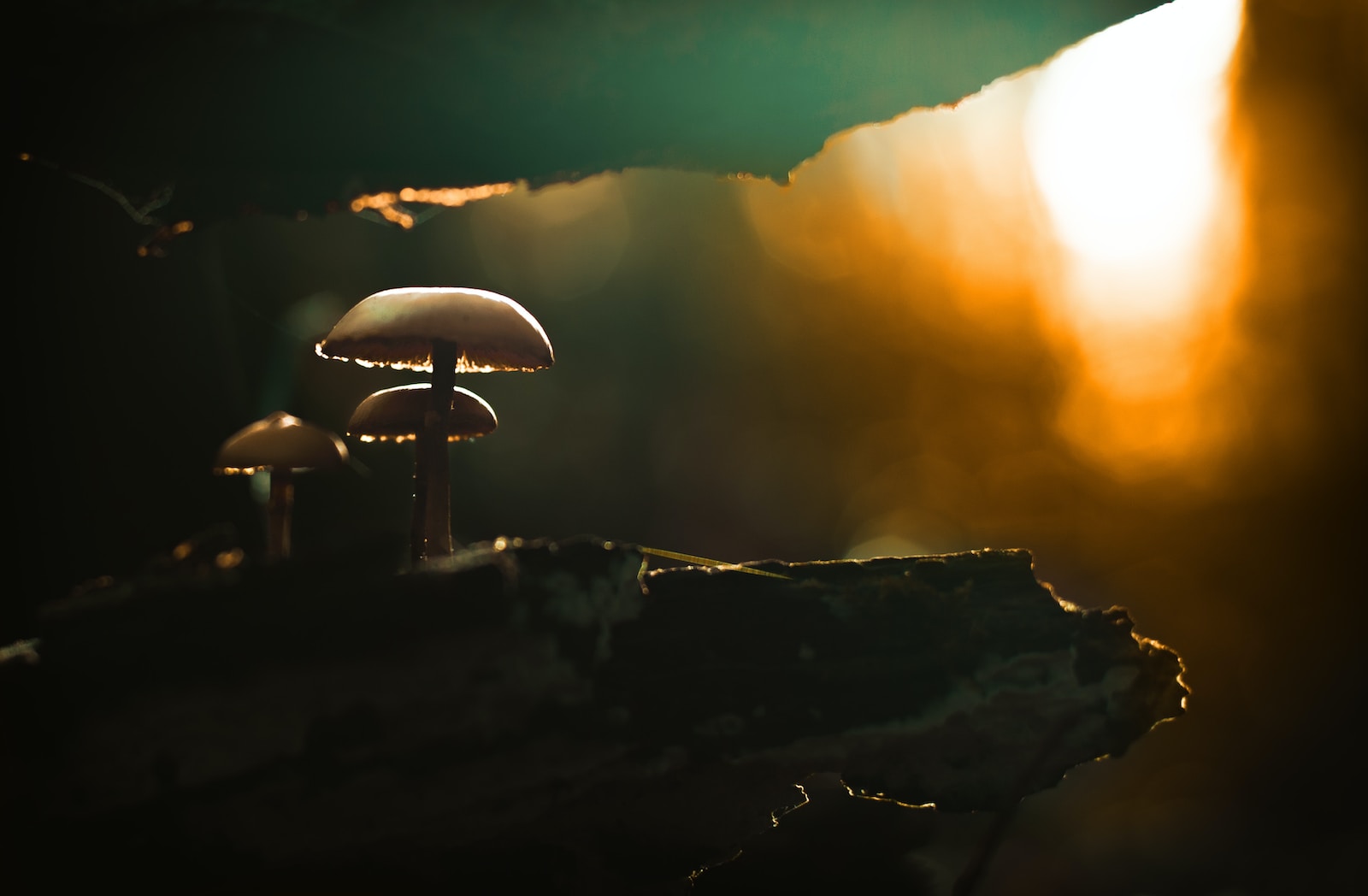 closeup photo of mushroom during golden hour
